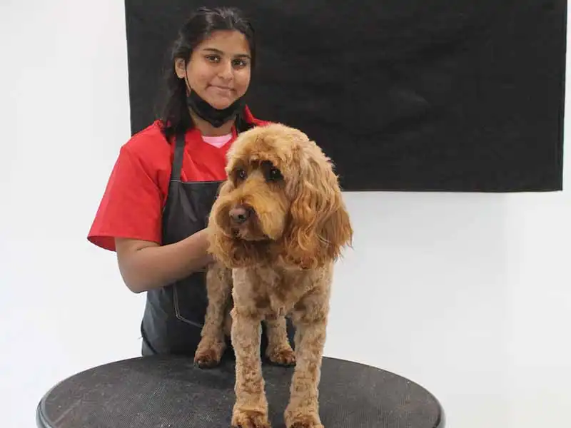 Sainty after grooming