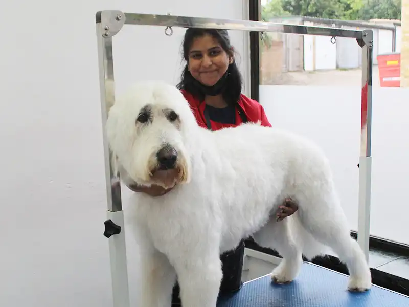 Dougley after grooming