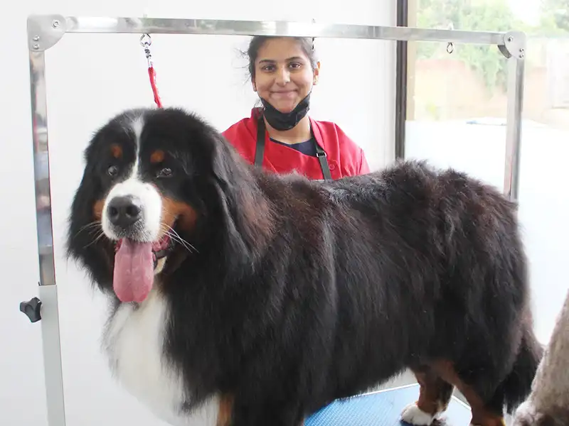 Hercules after grooming