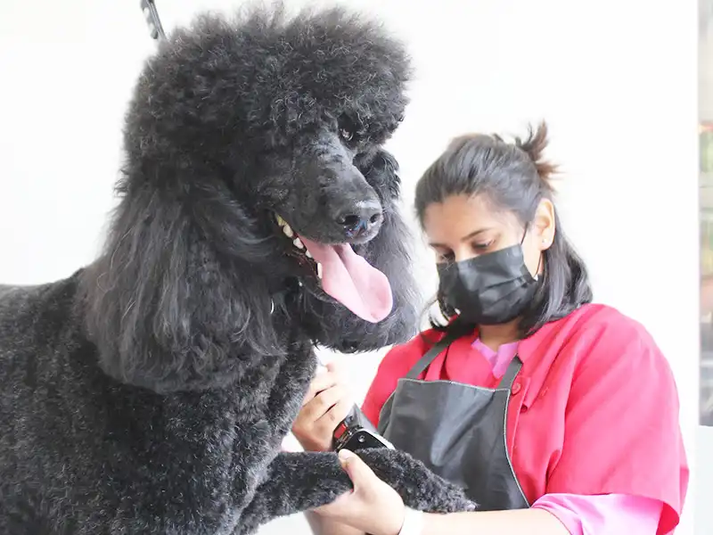 Nadia after grooming