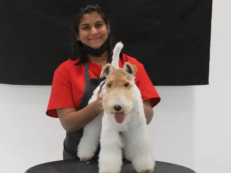 A recently groomed Zen Dog client 7