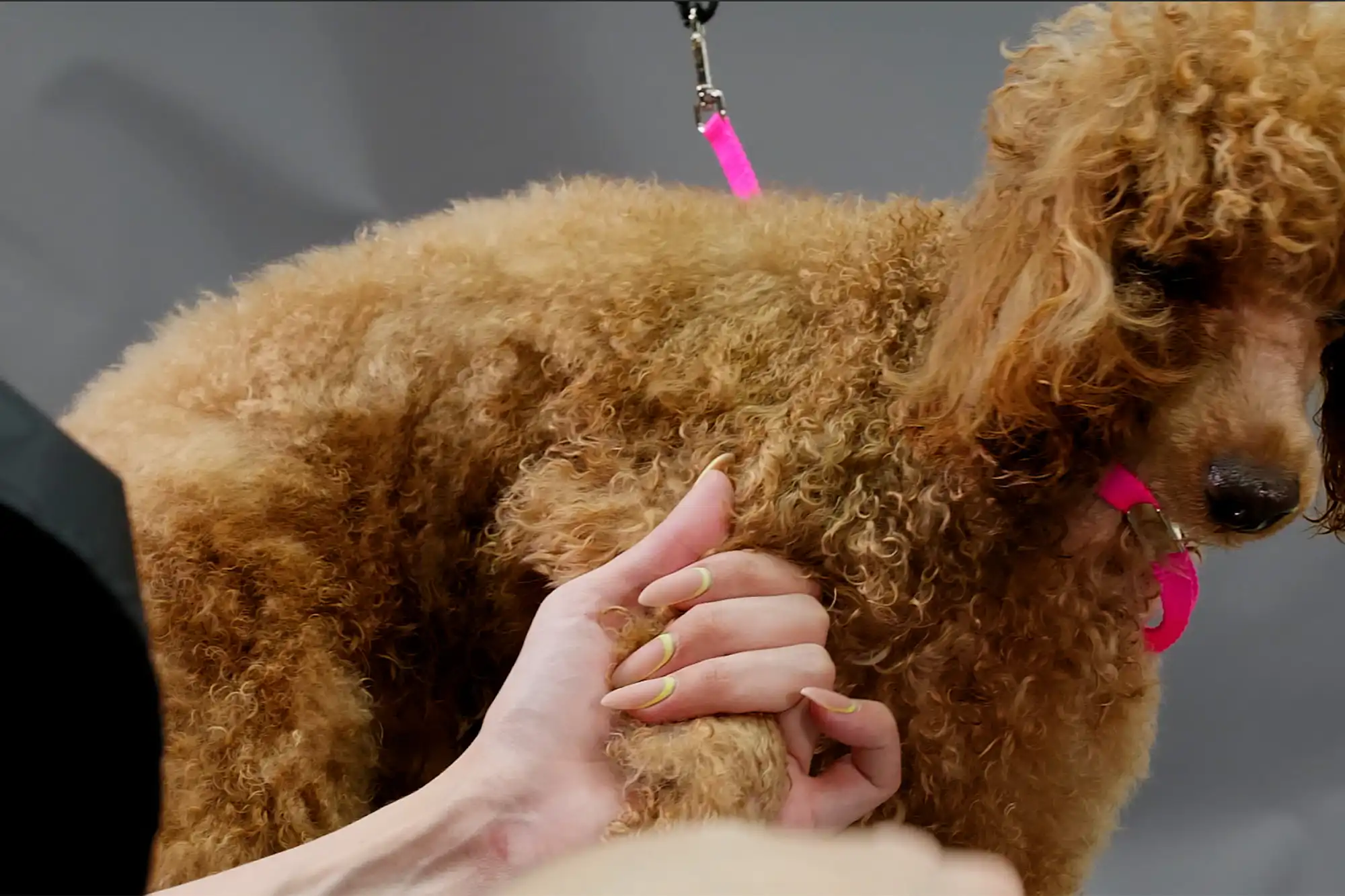 A calm dog being professionally groomed
