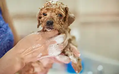 Puppy after a gentle puppy groom