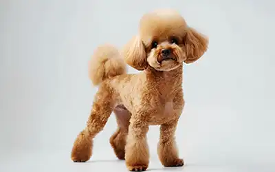 Dog after a full groom